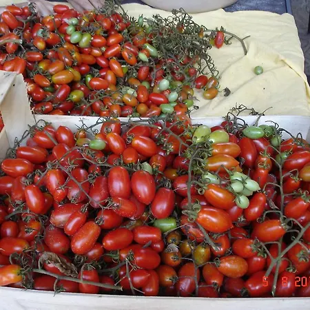Agriturismo Casale Di Gricciano Gospodarstwo agroturystyczne Cerveteri